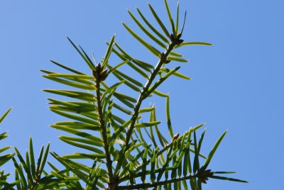 Torreya californica- toreja kalifornská -jarní větévka